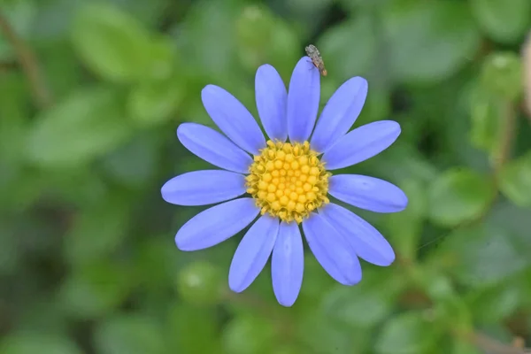 Beautiful Flowers Growing Garden Summer Sunny Day — Stock Photo, Image