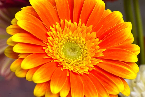 Bela Gerbera Brilhante Conceito Verão Vista Macro — Fotografia de Stock