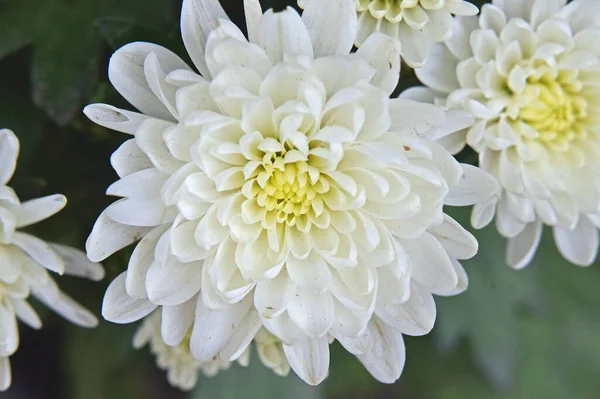 Beautiful Chrysanthemums Growing Garden Summer Sunny Day — Stock Photo, Image