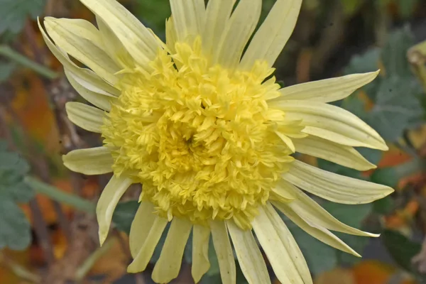 Schöne Aster Blume Wächst Garten Sonnigen Sommertag — Stockfoto