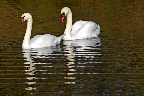 Vackra Vita Svanar Simmar Sjö Vattenytan Sommardagen — Stockfoto