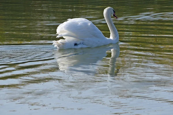 Krásná Bílá Labuť Plavání Vodní Hladině Jezera Letní Den — Stock fotografie