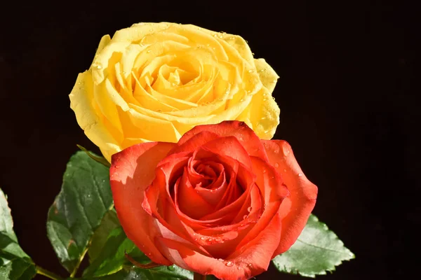 Hermosas Rosas Sobre Fondo Oscuro Concepto Verano Vista Cercana — Foto de Stock