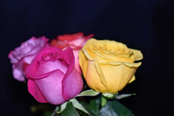 Rosas Bonitas Fundo Escuro Conceito Verão Vista Próxima — Fotografia de Stock