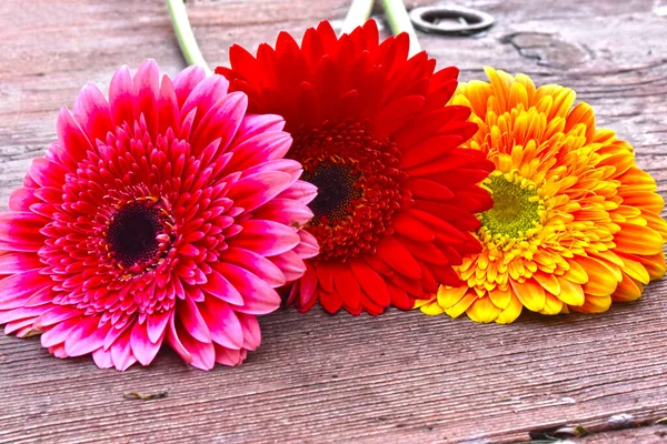 Schöne Gerbera Blumen Auf Holzgrund Sommerkonzept Nahsicht — Stockfoto