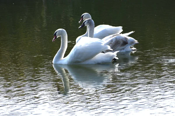 Hermosos Cisnes Blancos Nadando Superficie Del Agua Del Lago Día —  Fotos de Stock