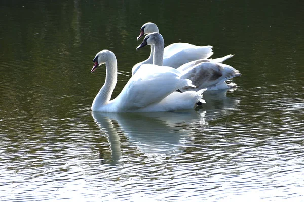 Belos Cisnes Brancos Nadando Superfície Água Lago Dia Verão — Fotografia de Stock