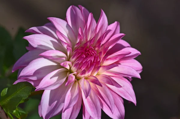 Hermosa Flor Crisantemo Creciendo Jardín Verano Día Soleado — Foto de Stock