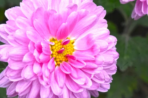 Hermosa Flor Crisantemo Creciendo Jardín Verano Día Soleado — Foto de Stock