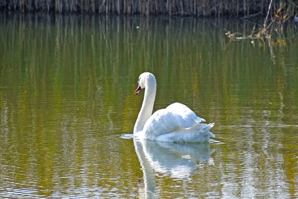 Beautiful White Swan Swimming Lake Water Surface Summer Day — Stock Photo, Image