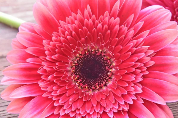 Tahta arka planda güzel Gerbera çiçeği, yaz konsepti, yakın görüş   