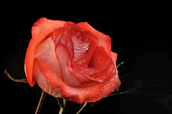 Close Tender Rose Flower Isolated Black — Stock Photo, Image