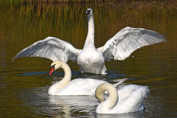 Hermosos Cisnes Blancos Nadando Superficie Del Agua Del Lago Día —  Fotos de Stock