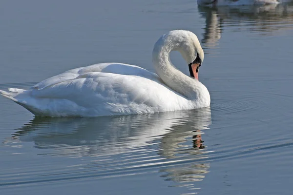 Hermoso Cisne Blanco Nadando Superficie Del Agua Del Lago Día —  Fotos de Stock