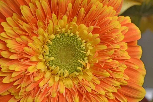 Bella Gerbera Luminosa Concetto Estivo Macro Vista — Foto Stock