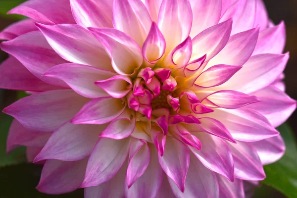 Belle Fleur Chrysanthème Poussant Dans Jardin Journée Ensoleillée Été — Photo