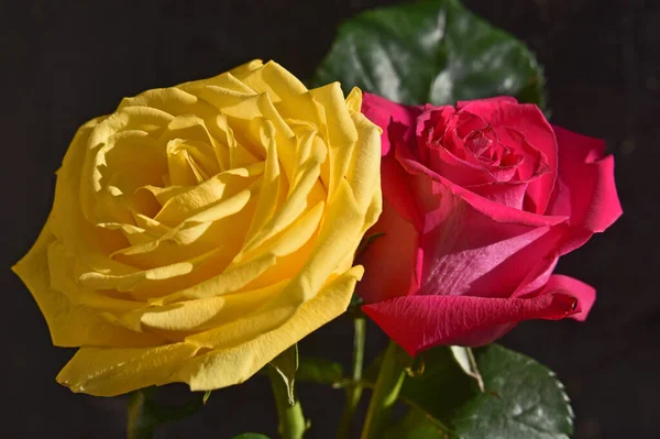 Primer Plano Flores Rosas Tiernas Aisladas Negro — Foto de Stock