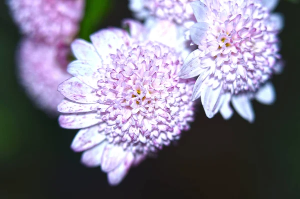 夏の晴れた日に庭で成長する美しい菊 — ストック写真
