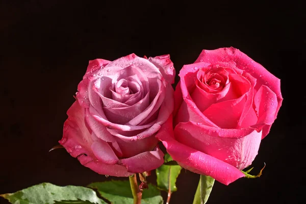 Rosas Bonitas Fundo Escuro Conceito Verão Vista Próxima — Fotografia de Stock