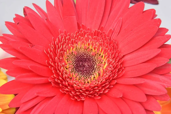 Bela Gerbera Brilhante Conceito Verão Vista Macro — Fotografia de Stock