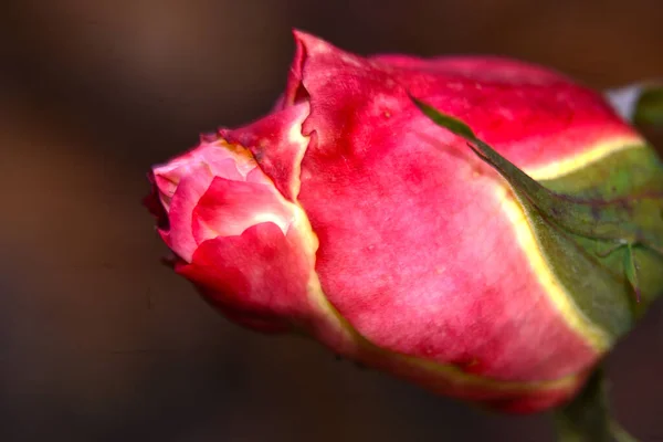 Bella Rosa Che Cresce Giardino Estate Giornata Sole — Foto Stock