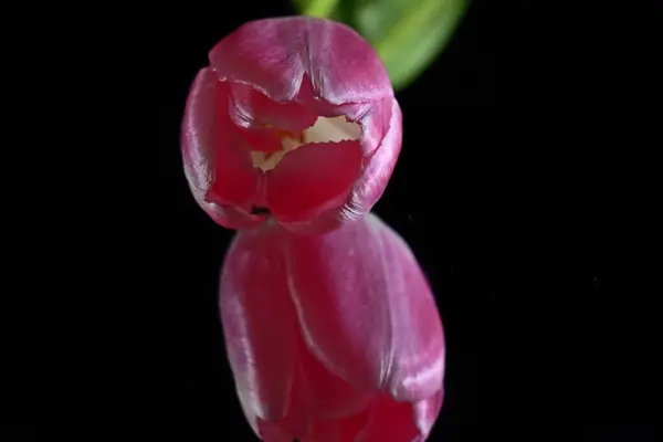 Bela Tulipa Fundo Escuro Conceito Verão Vista Próxima — Fotografia de Stock