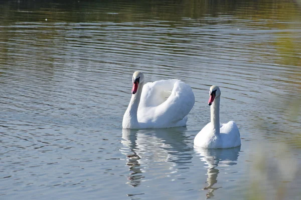 Hermosos Cisnes Blancos Nadando Superficie Del Agua Del Lago Día —  Fotos de Stock