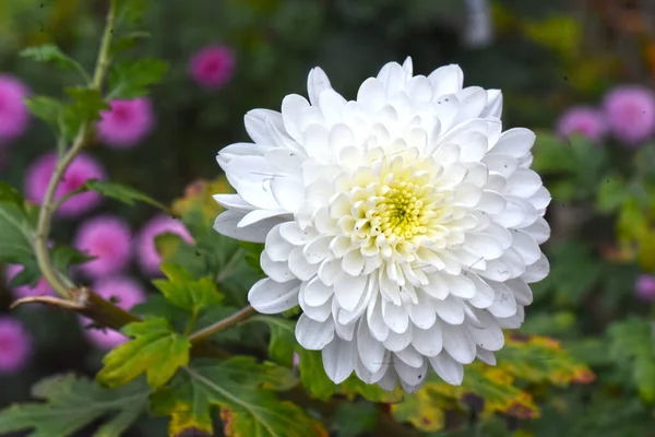 Красива Квітка Хризантеми Росте Саду Літній Сонячний День — стокове фото