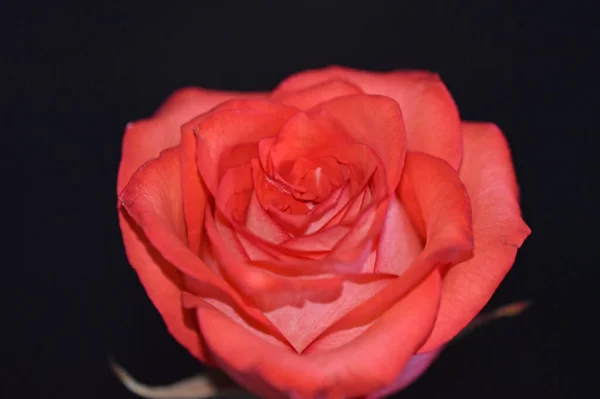 Belle Rose Poussant Dans Jardin Journée Ensoleillée Été — Photo