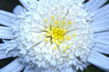 Güzel parlak gerbera, yaz konsepti, makro manzara  