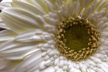 Güzel parlak gerbera, yaz konsepti, makro manzara  
