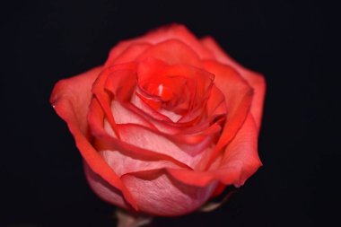 Koyu arkaplanda güzel bir gül çiçeği, yaz konsepti, yakın görüş  