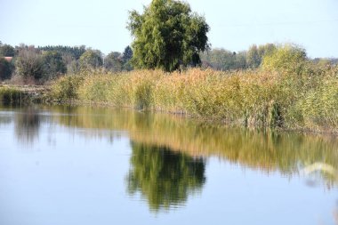 summer forest landscape with lake clipart