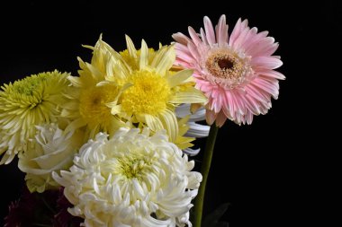 Karanlık arka planda güzel kasımpatılar, yaz konsepti, yakın görüş  