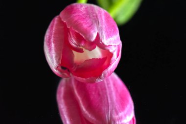 Koyu arkaplanda güzel lale, yaz konsepti, yakın manzara  