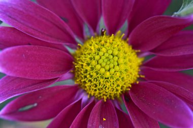 Güneşli yaz gününde bahçede yetişen güzel çiçekler. 