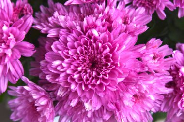 Güneşli yaz gününde bahçede büyüyen güzel kasımpatılar. 