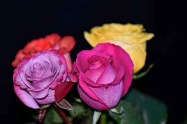 Koyu arkaplanda güzel güller, yaz konsepti, yakın manzara  