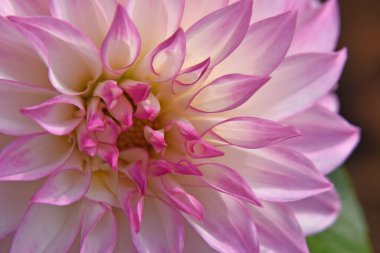 güzel kasımpatı çiçeği bahçede yetişiyor yaz güneşli bir günde 