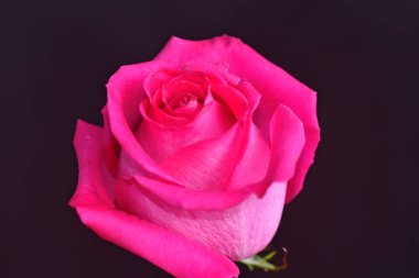 Koyu arkaplanda güzel bir gül çiçeği, yaz konsepti, yakın görüş  