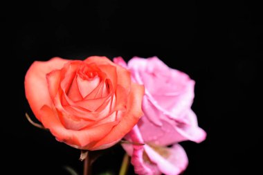 Koyu arkaplanda güzel güller, yaz konsepti, yakın manzara  