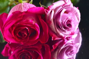 Koyu arkaplanda güzel güller, yaz konsepti, yakın manzara  