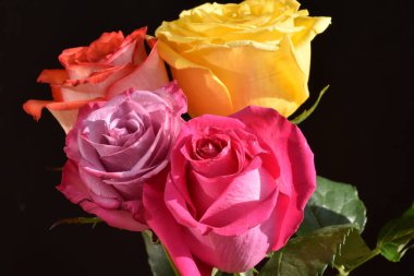 Koyu arkaplanda güzel güller, yaz konsepti, yakın manzara  