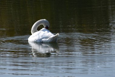 Güzel beyaz kuğu yaz günü göl yüzeyinde yüzüyor. 
