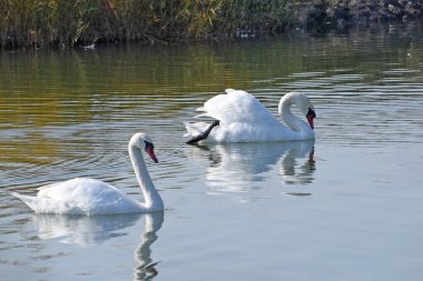 Güzel beyaz kuğular yaz günü göl yüzeyinde yüzerler. 