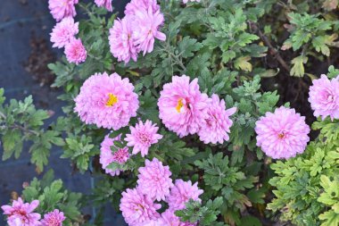 Güneşli yaz gününde bahçede büyüyen güzel kasımpatılar. 