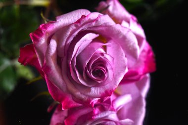 Siyah üzerine izole edilmiş narin gül çiçeğini kapat..