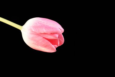 Koyu arkaplanda güzel lale, yaz konsepti, yakın manzara  