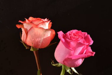 Koyu arkaplanda güzel güller, yaz konsepti, yakın manzara  