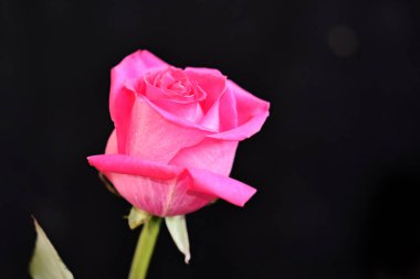 Koyu arkaplanda güzel bir gül çiçeği, yaz konsepti, yakın görüş  